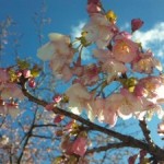 南伊豆の桜~2011~